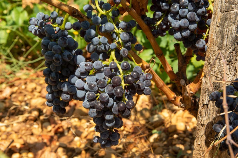 Uvas cultivadas em Châteauneuf-du-Pape