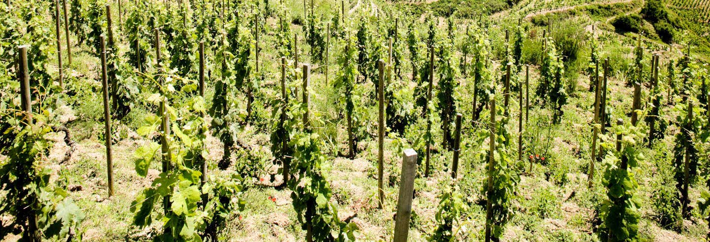 Tour de vinos por el valle del Ródano