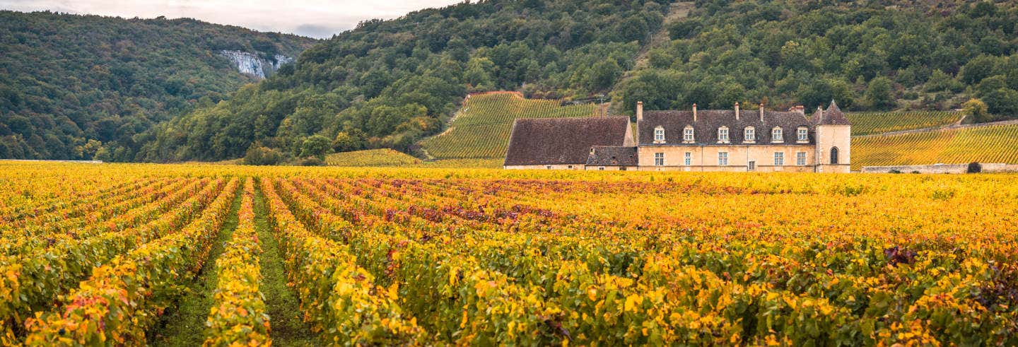 Tour del vino de Borgoña