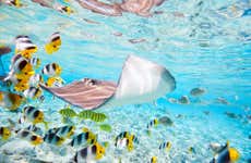 Snorkel com tubarões e arraias