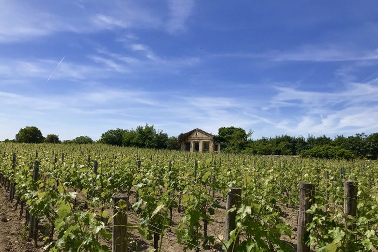 Catando los vinos de Saint-Émilion
