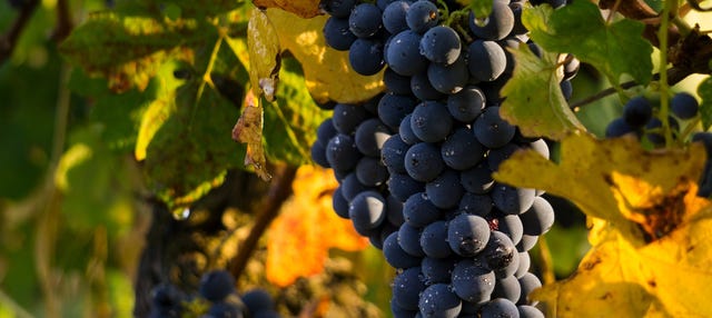 Tour de viñedos y bodegas por la región de Médoc