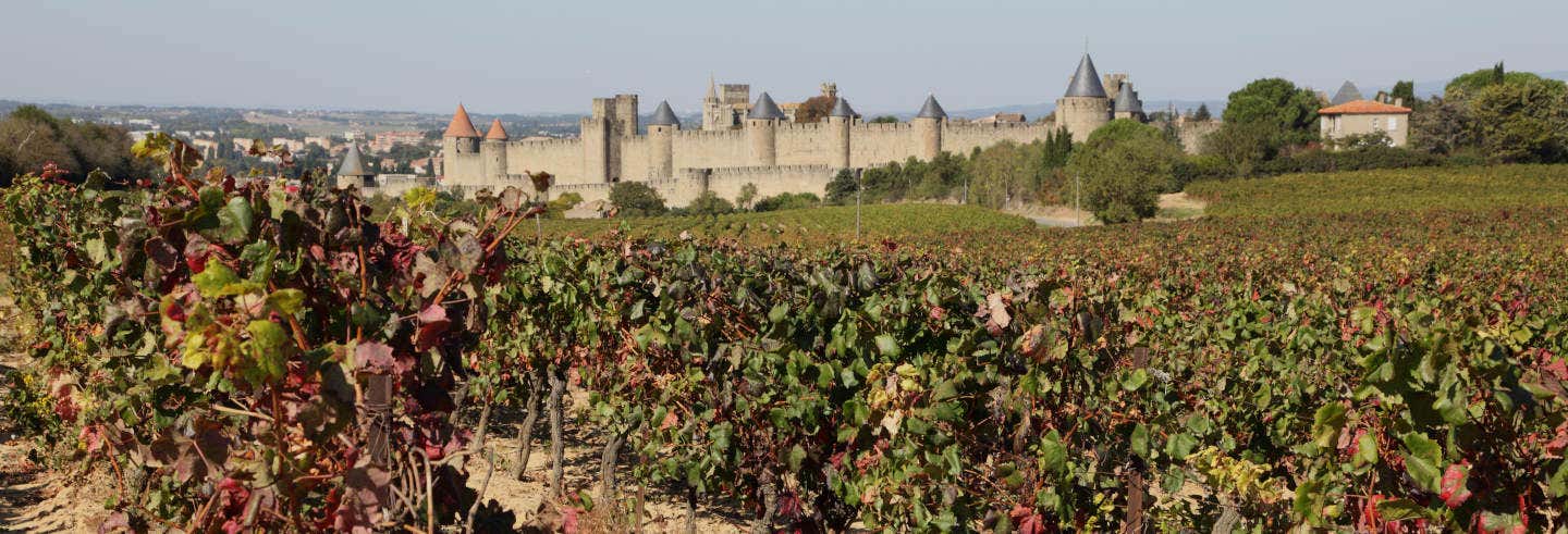 Tour de viñedos y bodegas por Carcasona