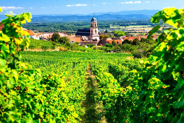 Vignoble d'un village d'Alsace