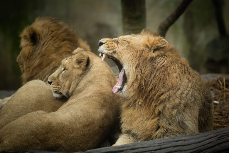 Les Lions du zoo de Mulhouse