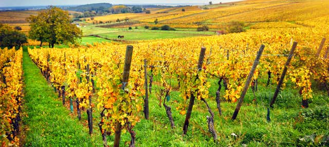 Alsace Wine Route