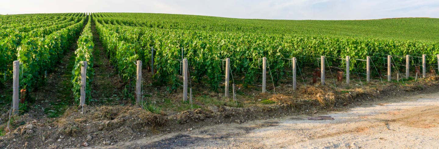 Épernay, Hautvillers & Mareuil Tour