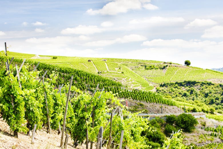 Discover the vineyards
