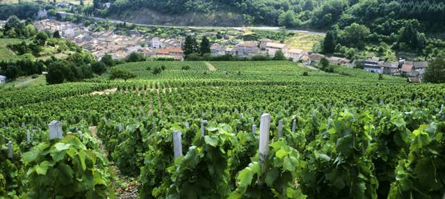 Rhone Valley Wine Tour