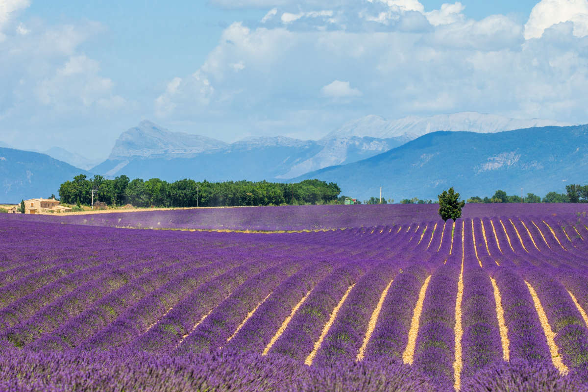 AixenProvence & Valensole Lavender Tour from Marseille