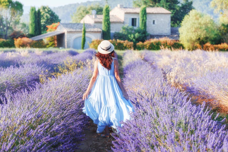 Strolling through the famous lavender fields of Provence