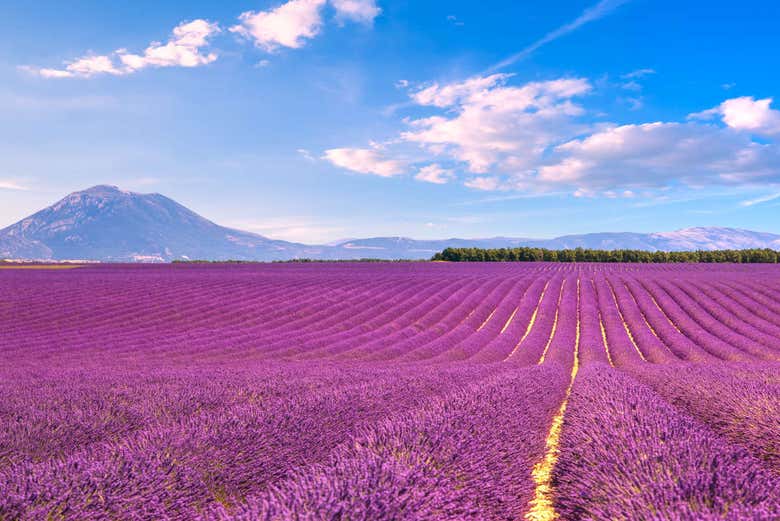 sunset lavender tour from aix en provence