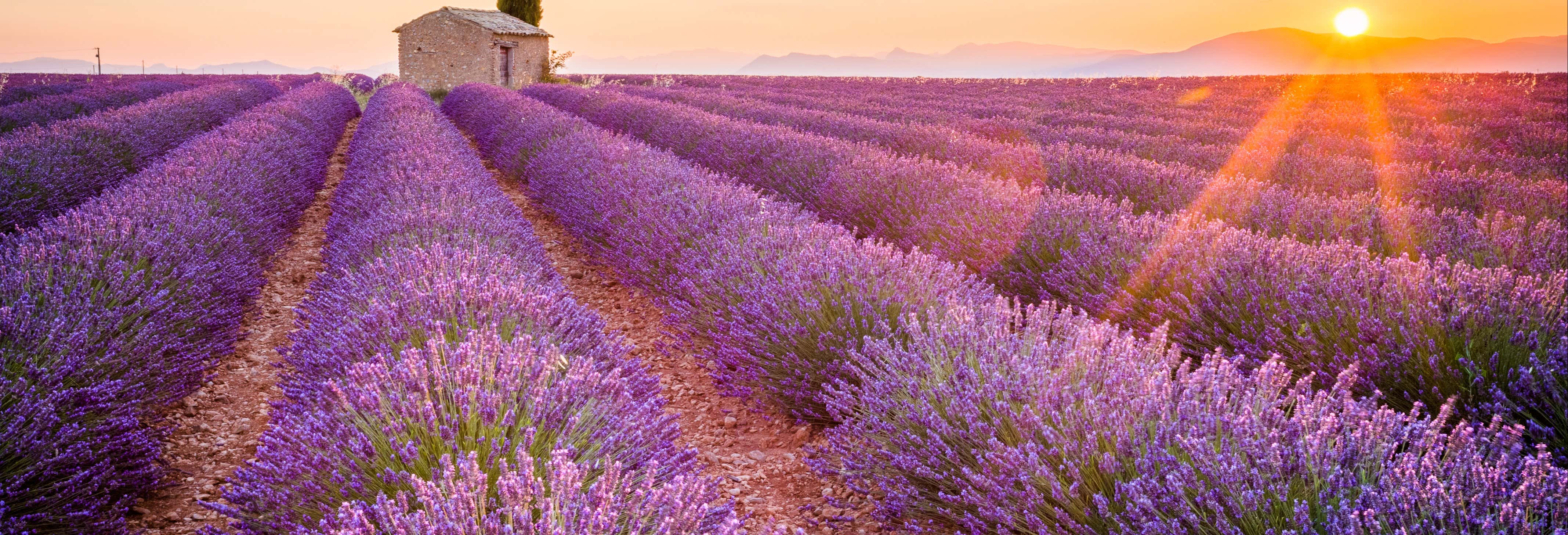Tour de la lavanda por Aix-en-Provence y Valensole desde Marsella