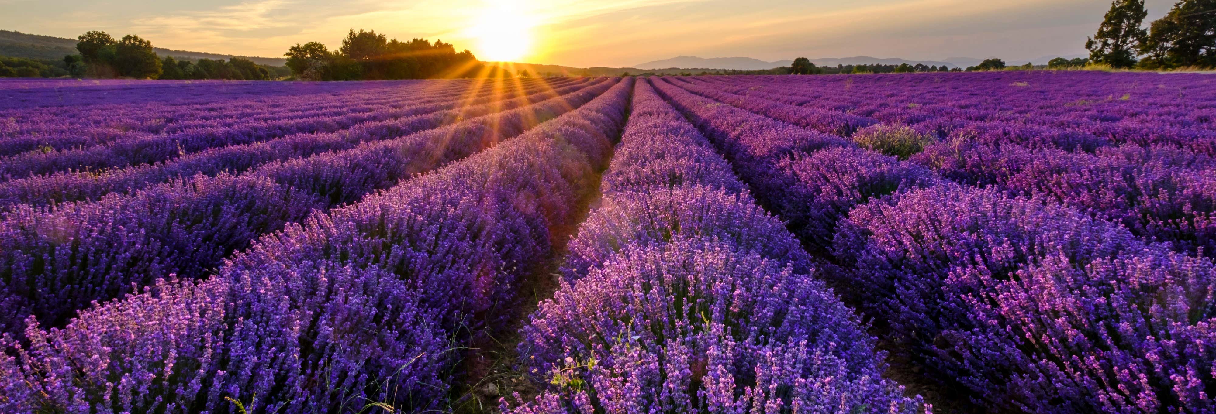 Tour de la lavanda por Sault desde Marsella