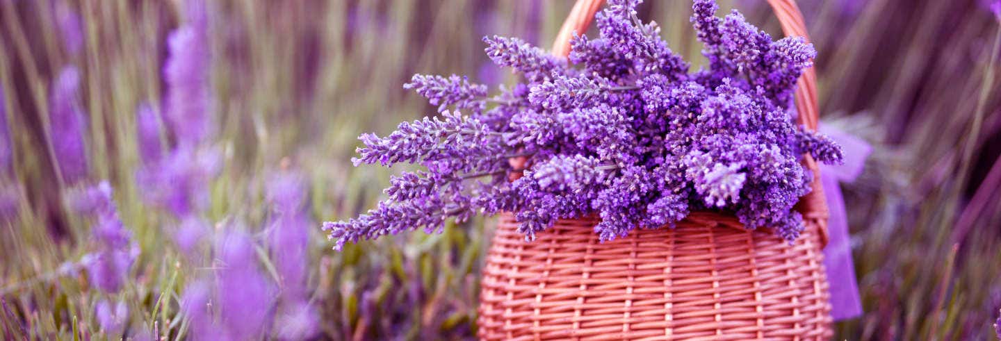Tour de la lavanda por Valensole desde Marsella