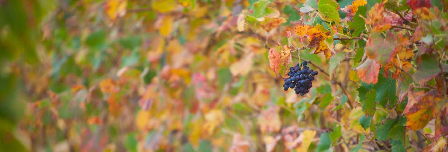 Tour del vino por Cassis y Bandol desde Marsella