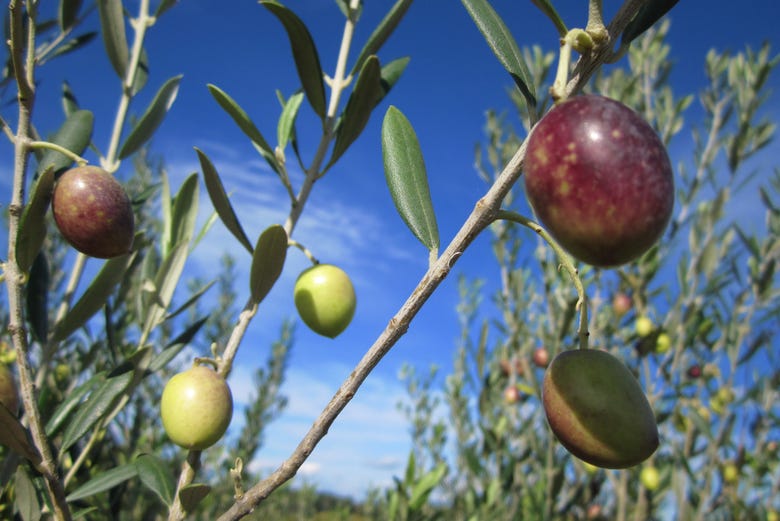Visiting an olive farm in Languedoc