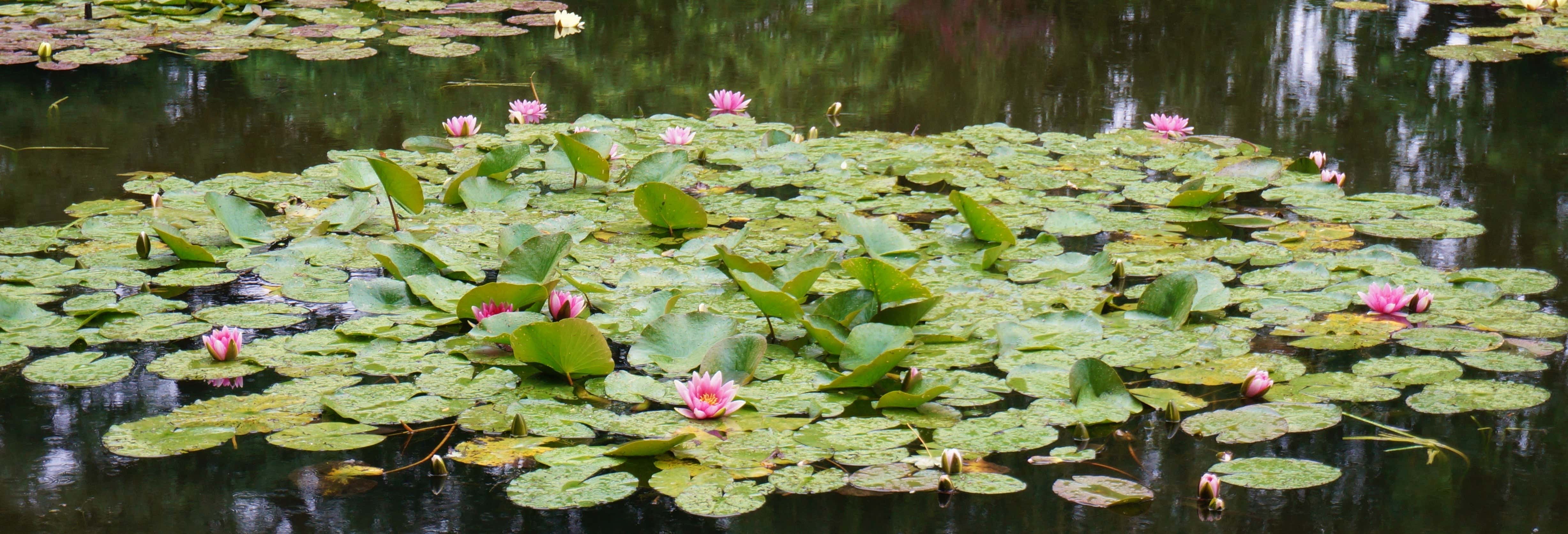 Excursión a la Casa de Monet en Giverny desde París