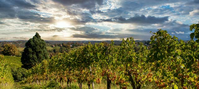 Winery Tour and Tasting