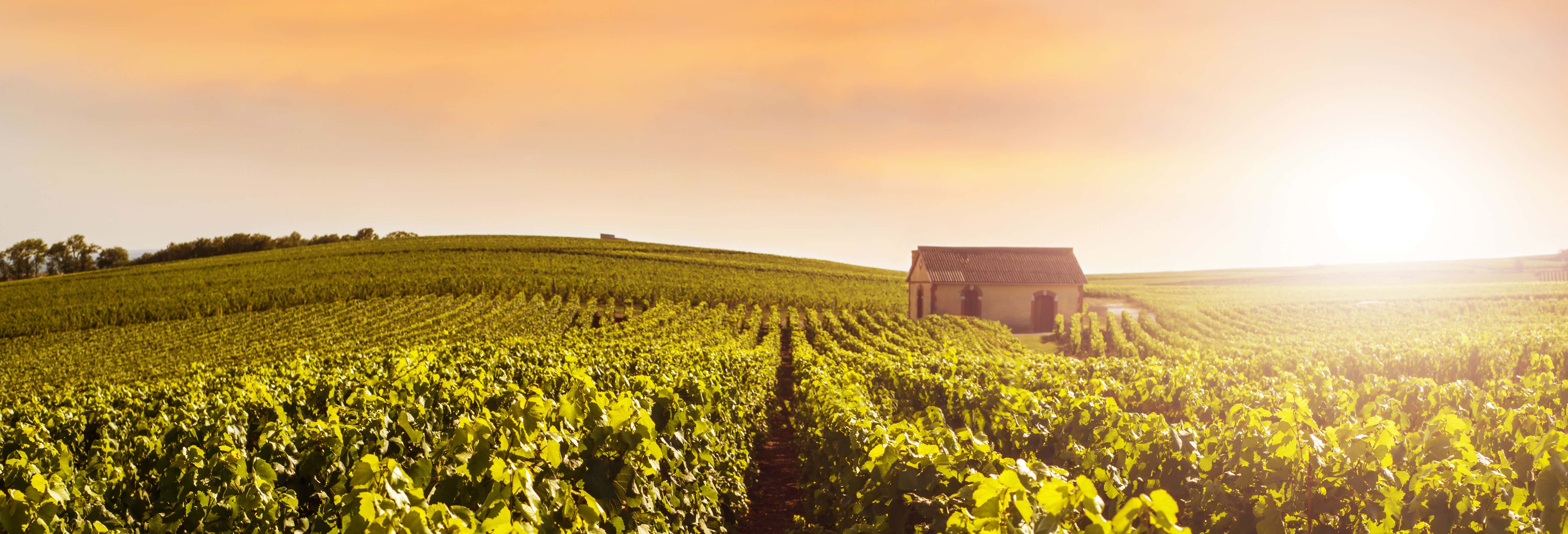 Tour por Reims y la bodega Veuve Clicquot