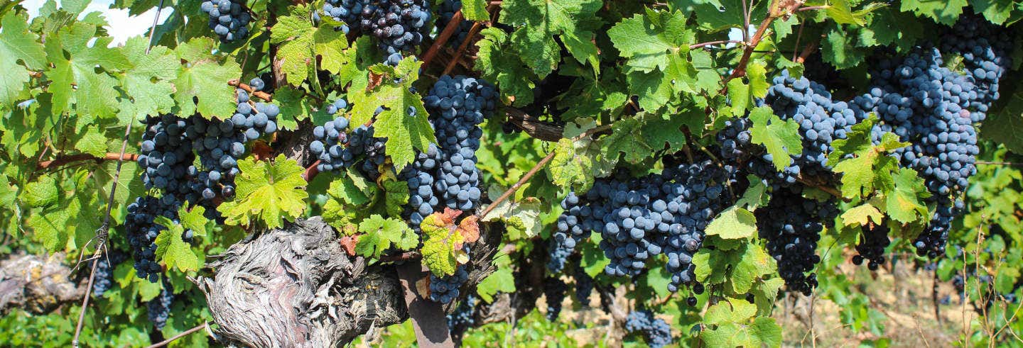 Tour del vino por Fronton desde Toulouse