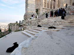 Perros en la Acropolis