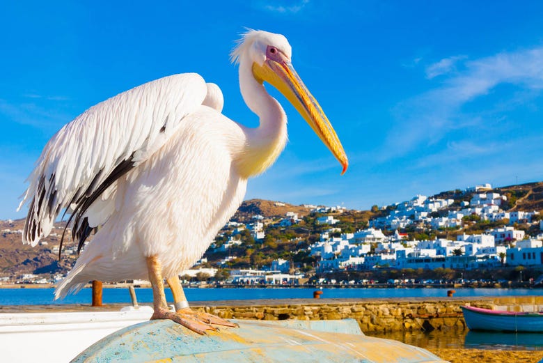 Petros, o famoso pelicano de Mykonos