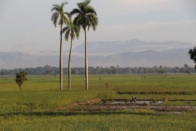 Plantación de arroz en Artibonite