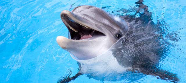 Nado con delfines en Roatán