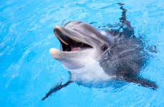 Nado con delfines en Roatán