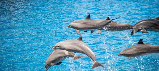 Snorkel em West Bay + Avistamento de golfinhos