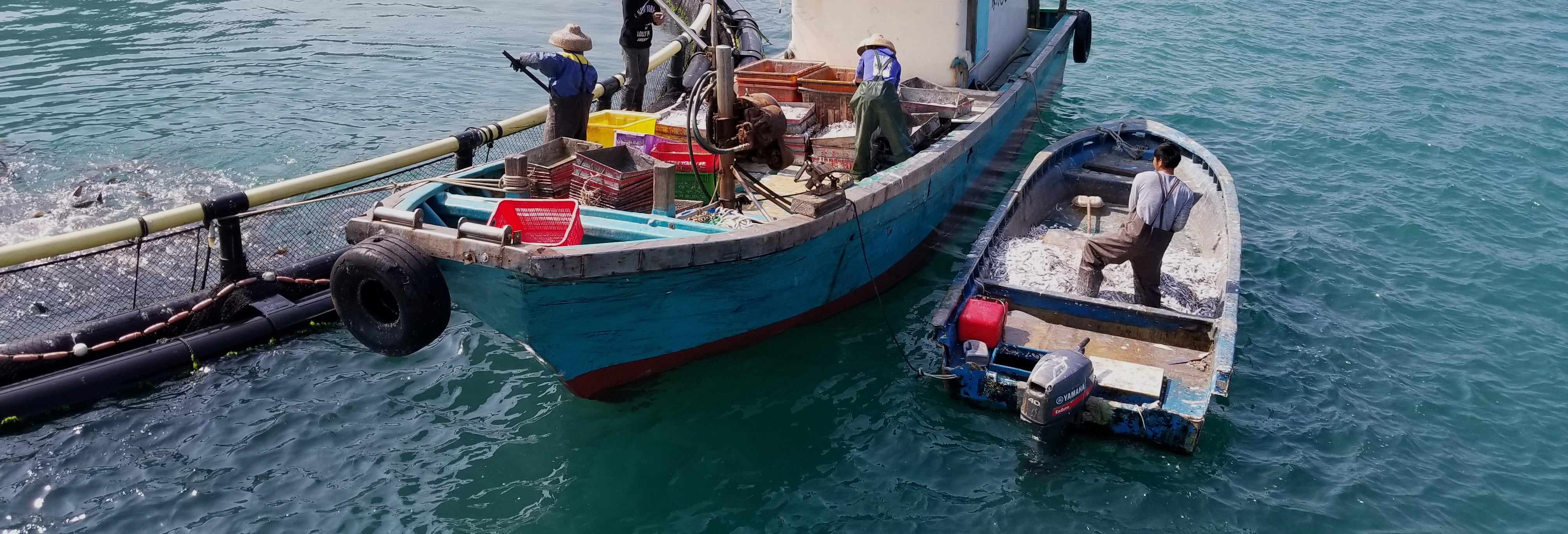 Visite à la découverte de la pêche dans les îles du Sud et de Lamma