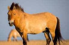 Visita del Palazzo di Sissi e spettacolo equestre