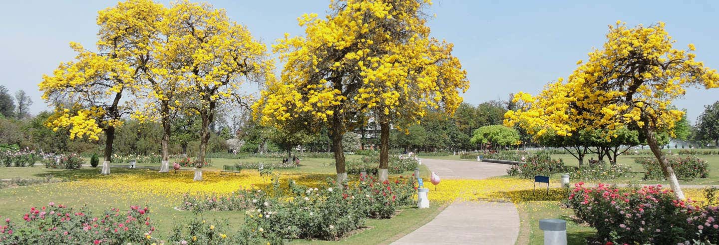 Free tour por Chandigarh