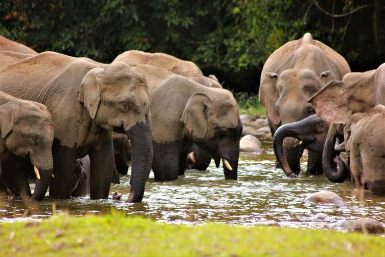 Elephant View Point Private Excursion From Munnar Civitatis elephant-view-point-private-excursion-from-munnar-civitatis
