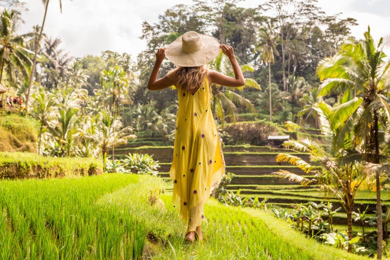 Os arrozais de Bali
