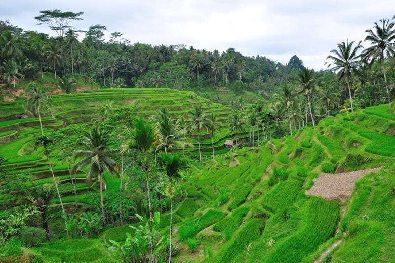 Des rizières de  Bali