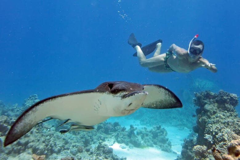Swimming with manta rays around Nusa Penida island