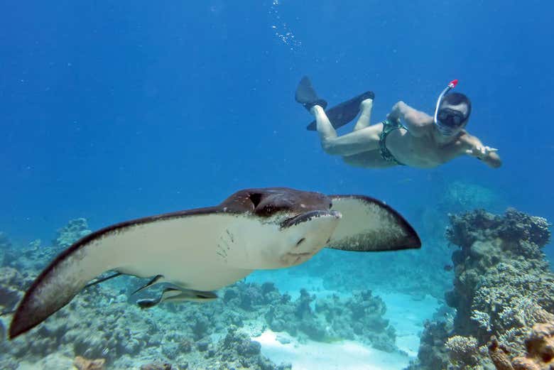 swimming with manta rays