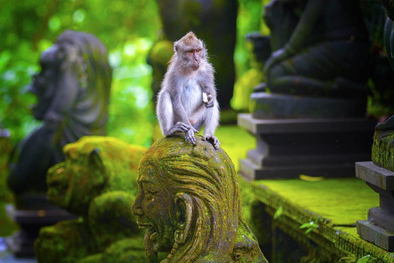 Le scimmie di Ubud