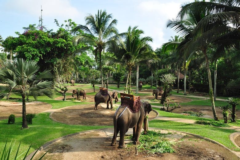 In the Elephant Safari Park