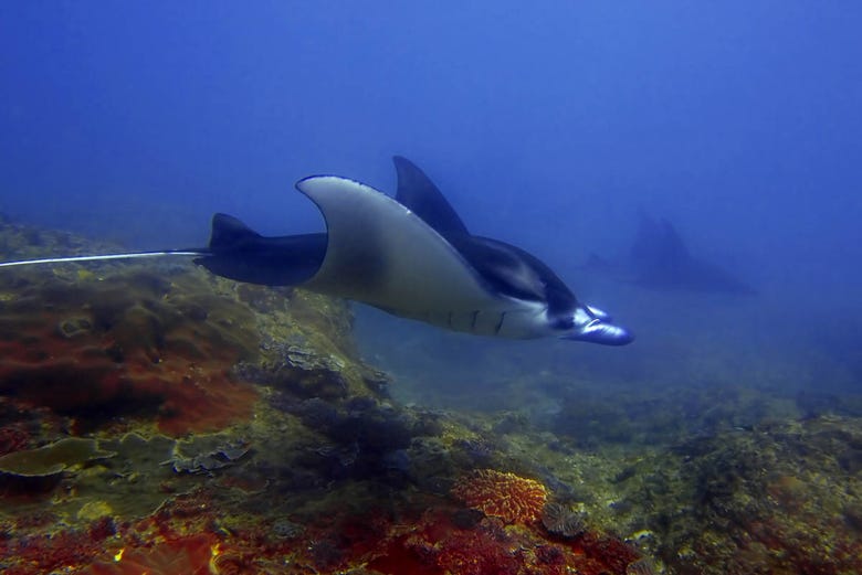 Manta rays in the waters of Nusa Penida