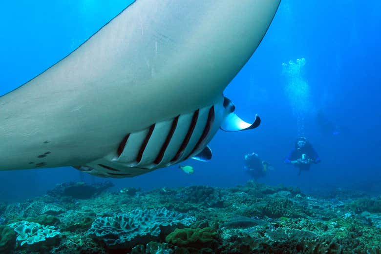 Plong e   Nusa  Penida  Bali 