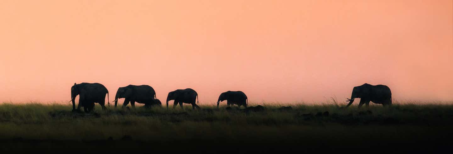 Safari nocturno y cena en Elephant Safari Park