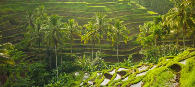 Ubud, Goa Gajah and Central Bali