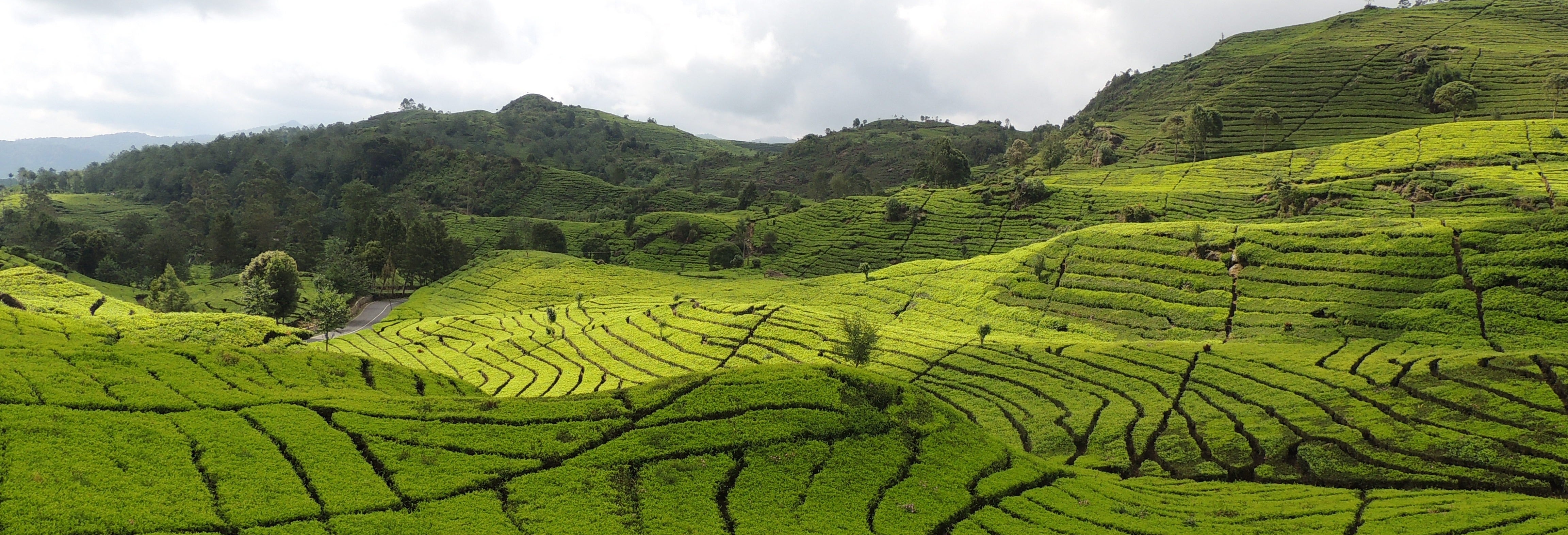 Bandung Tea Plantation Day Trip Book Online At Civitatis Com