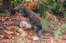 Tour de 2 dias pelas ilhas do dragão de Komodo