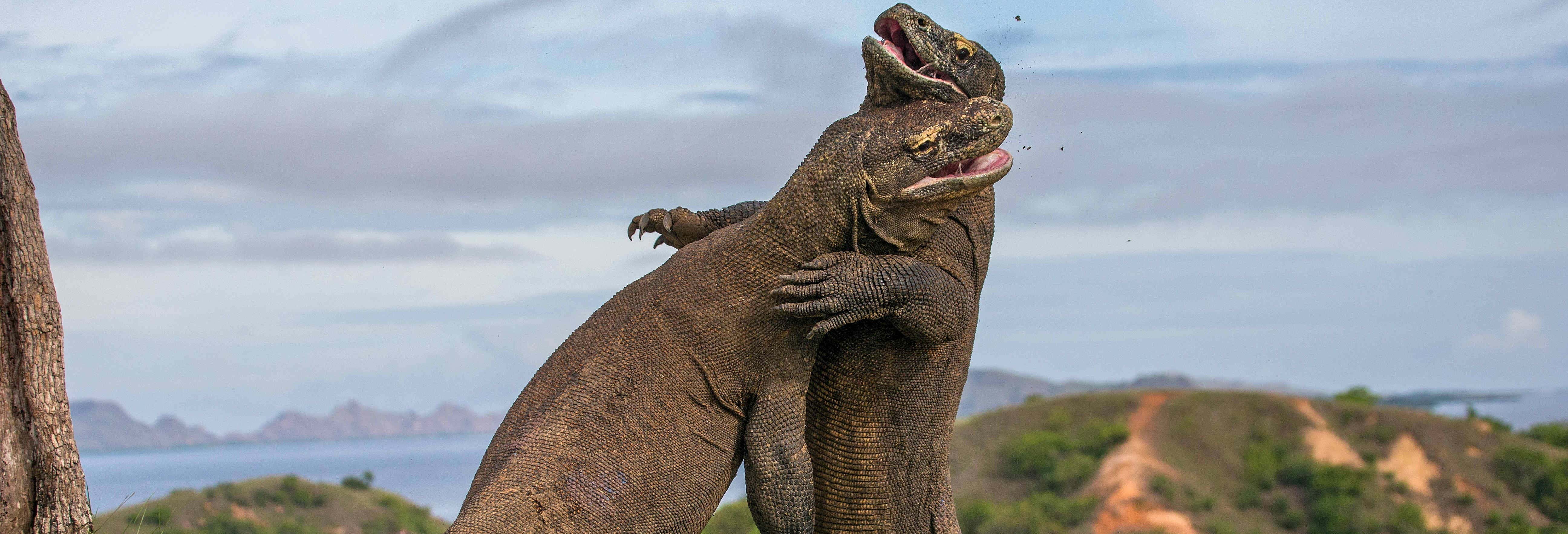 Tour privado de 3 días por las islas del dragón de Komodo