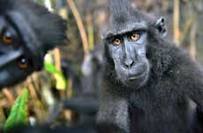 Tangkoko Nature Reserve: 3 Day Private Tour