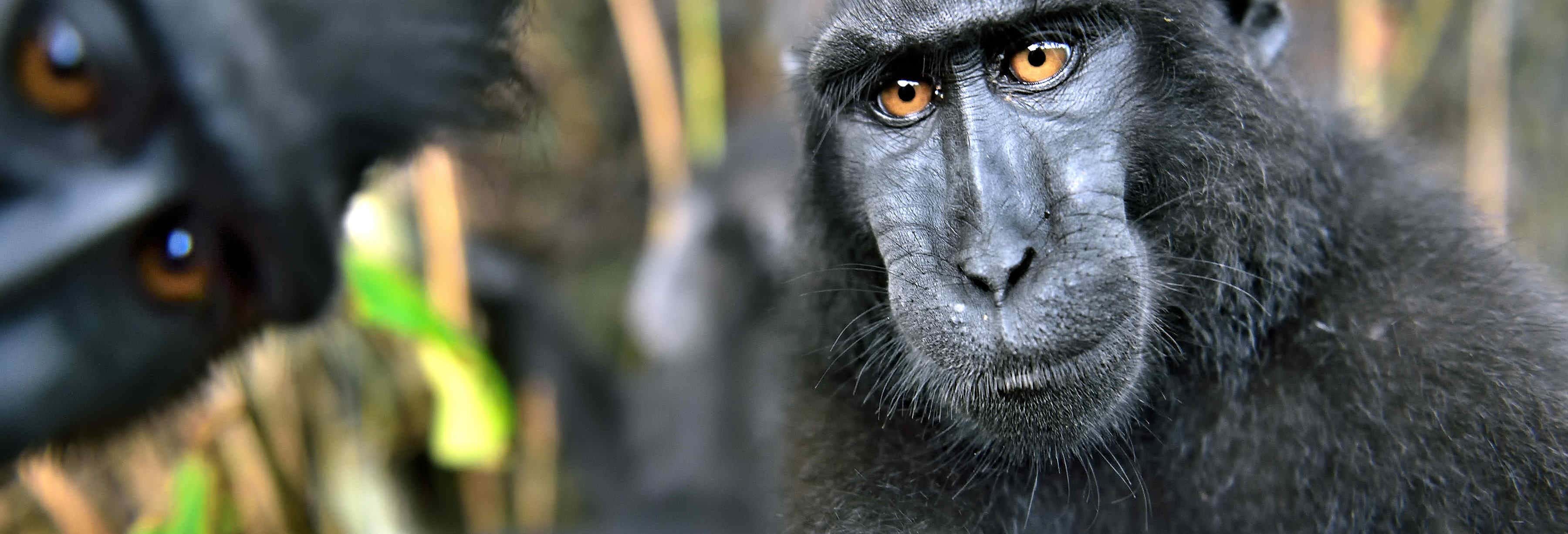 Tour privado de 3 días por la Reserva Natural Tangkoko